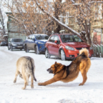 Депутат из Иркутска предложил чиновникам взять себе по бездомной собаке